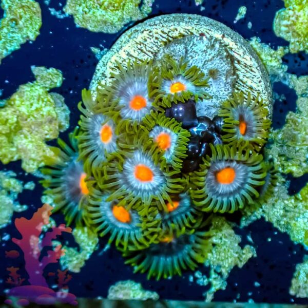 Blueberry Pie - WYSIWYG - 20241048 - Image 1