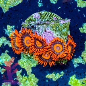 Orange Oxides - WYSIWYG - 20241049