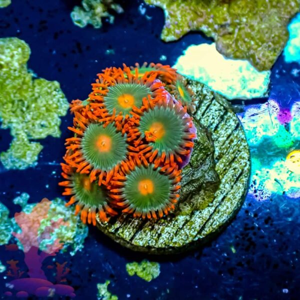 Gatorades - WYSIWYG - 20241057 - Image 1