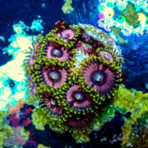 Princess Strats - WYSIWYG - 20241058