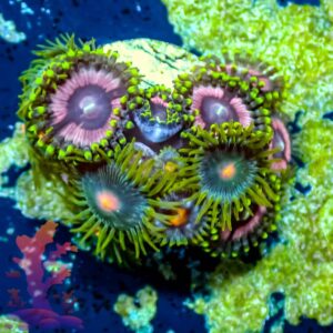 Princess Strat Combo - WYSIWYG - 20241060