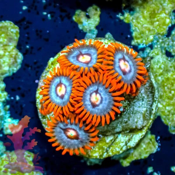 Fire and Ice - WYSIWYG - 20241061 - Image 1