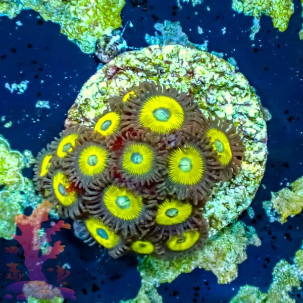 Yellow Submarines - WYSIWYG - 20241062 - Image 1
