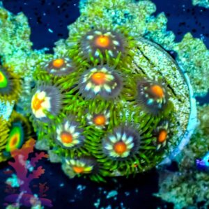 JF Stargazers - WYSIWYG - 20241063