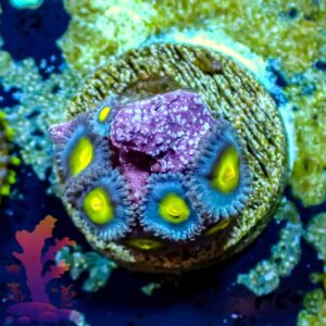 WWC AOI - WYSIWYG - 20241068