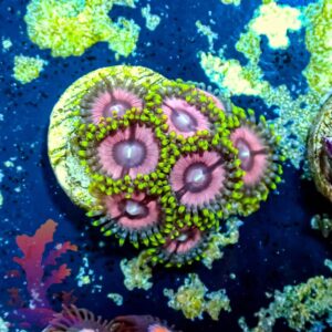 Princess Strats - WYSIWYG - 20241074