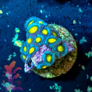 WWC AOI - WYSIWYG - 20241077