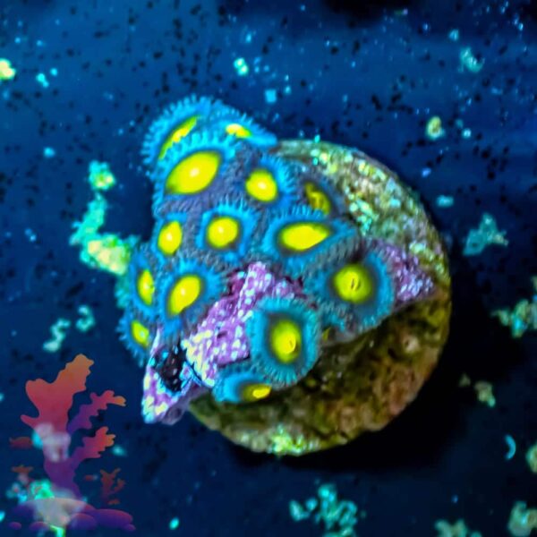 WWC AOI - WYSIWYG - 20241077 - Image 1