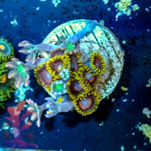 Jawbreakers and Cloves - WYSIWYG - 20241078