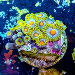 Blueberry Pie - WYSIWYG - 20241086