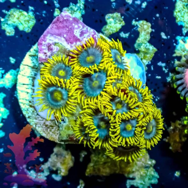 Blueberry Fields - WYSIWYG - 20241090 - Image 1