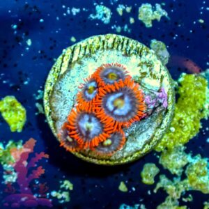 Fire and Ice - WYSIWYG - 20241094