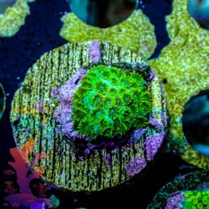 Wintergreen Cyphastrea - WYSIWYG - 20241109