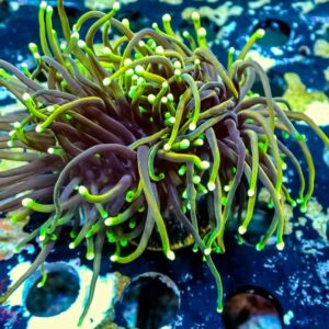 21 Tails Torch - WYSIWYG - 20241116