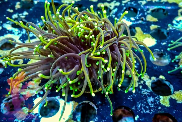 21 Tails Torch - WYSIWYG - 20241116 - Image 1