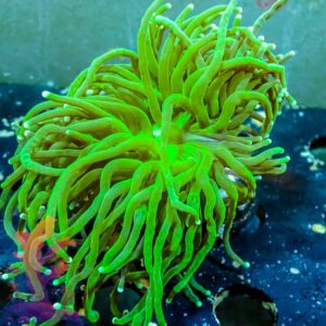 Green Torch - WYSIWYG - 20241119