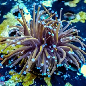 LA Lakers Torch - WYSIWYG - 20241121