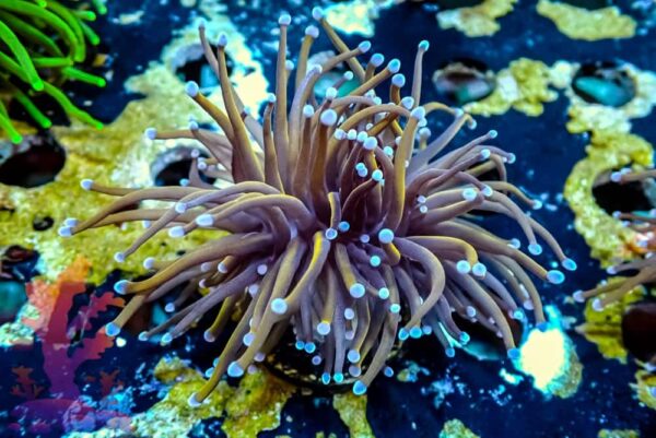 LA Lakers Torch - WYSIWYG - 20241121 - Image 1