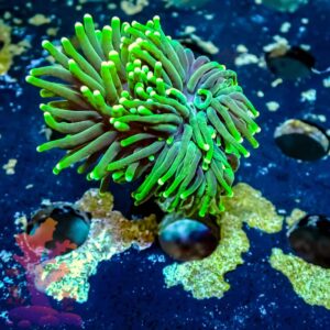 Green Torch - WYSIWYG - 20241122