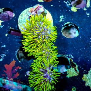 Neon Green Star Polyps - WYSIWYG - 20241124