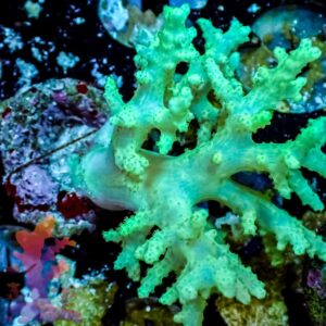 Neon Green Singularia - WYSIWYG - 20241127