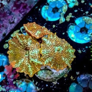 Cheetah Disco Mushrooms - WYSIWYG - 20241129
