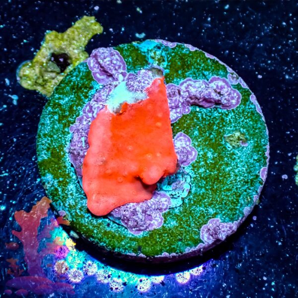 Orange Setosa - WYSIWYG - 20241137 - Image 1