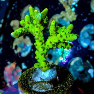 Green Goblin Anacropora - WYSIWYG - 20241140