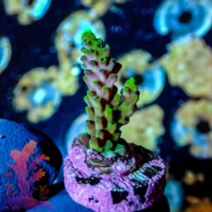 Acropora - WYSIWYG - 20241142