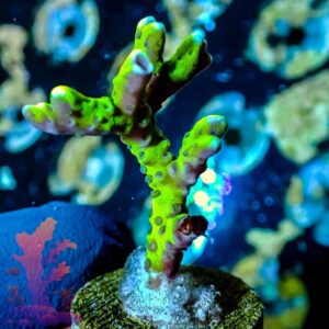 Green Goblin Anacropora - WYSIWYG - 20241143