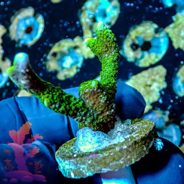 ORA Green Digi - WYSIWYG - 20241145 - Image 1