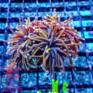 Ny Knicks Gold Torch - WYSIWYG - 20241149