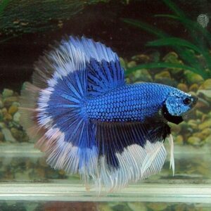 Butterfly Halfmoon Betta