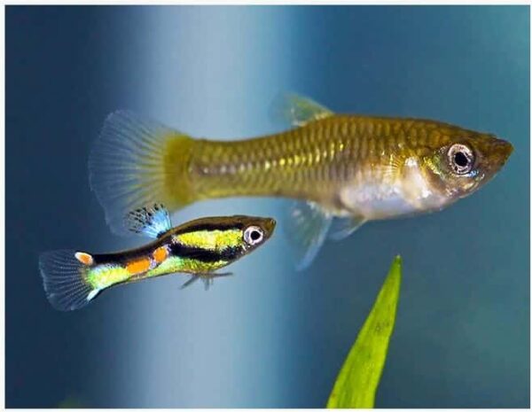 Endler Guppy Female - Image 1