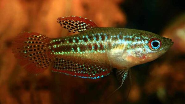 Sparkling Gourami - Image 1