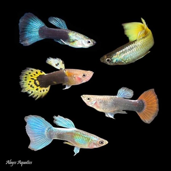 Assorted Guppy - Image 1
