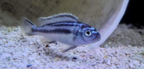 Johanni Blue Cichlid - Image 2