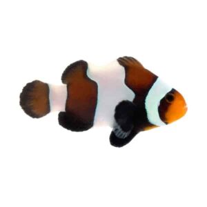 Wide Bar Chocolate Clownfish