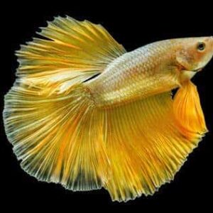 24K Gold Betta
