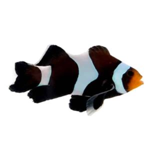 Mocha Longfin Clownfish (Pair)
