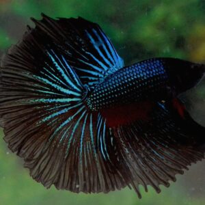 Betta : Male Black Orchid