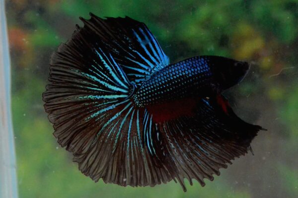 Betta : Male Black Orchid - Image 1