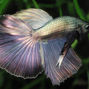 Betta: Giant Super Delta Male