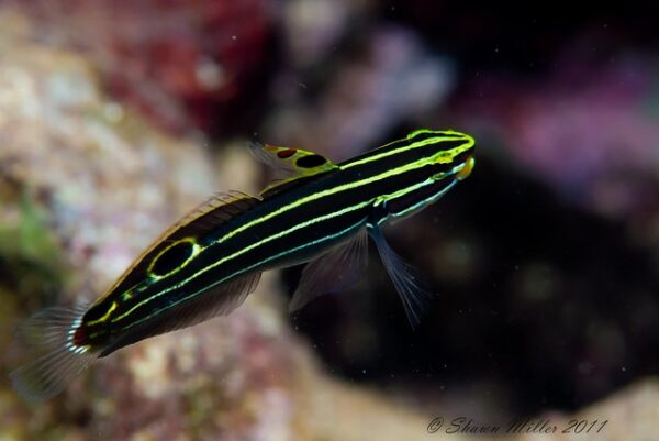 Hector's Goby - Image 1