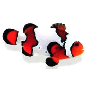 SA-Black-Ice.jpg Black Ice Clownfish - Image 1