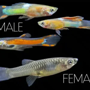 Mixed Fancy Tail Guppy