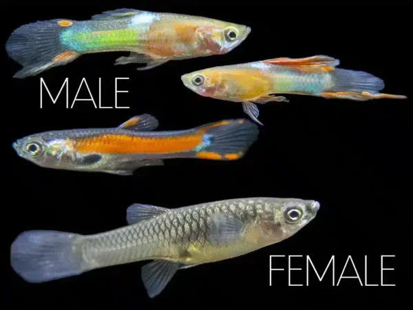 Mixed Fancy Tail Guppy - Image 1