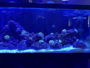 Dave’s Salt Water