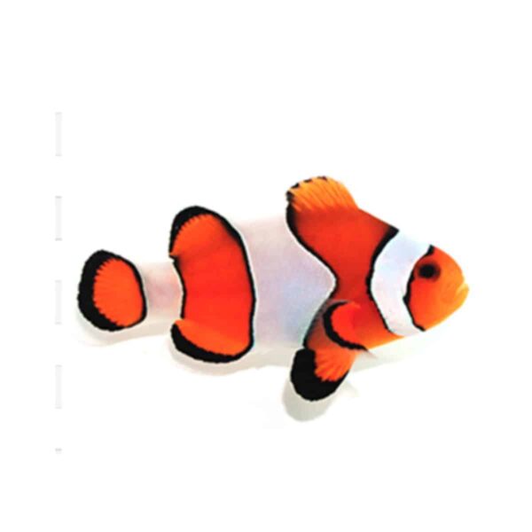 R-13-.jpg Vivid Fancy Orange Clownfish - Image 1