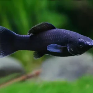 Black Molly